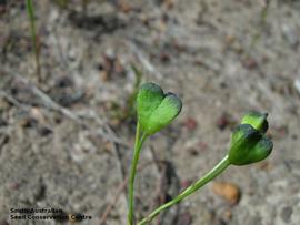   Fruits:   Chamaescilla corymbosa  var.  corymbosa ; Photo by South Australian Seed Conservation Centre, used with permission
